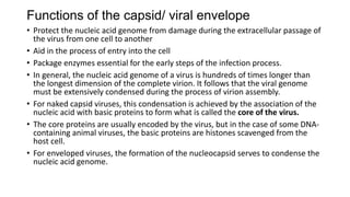 Functions of the capsid/ viral envelope
• Protect the nucleic acid genome from damage during the extracellular passage of
the virus from one cell to another
• Aid in the process of entry into the cell
• Package enzymes essential for the early steps of the infection process.
• In general, the nucleic acid genome of a virus is hundreds of times longer than
the longest dimension of the complete virion. It follows that the viral genome
must be extensively condensed during the process of virion assembly.
• For naked capsid viruses, this condensation is achieved by the association of the
nucleic acid with basic proteins to form what is called the core of the virus.
• The core proteins are usually encoded by the virus, but in the case of some DNA-
containing animal viruses, the basic proteins are histones scavenged from the
host cell.
• For enveloped viruses, the formation of the nucleocapsid serves to condense the
nucleic acid genome.
 