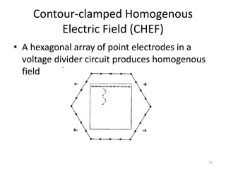 Lectut btn-202-ppt-l14. types of gel electrophoresis | PPTX