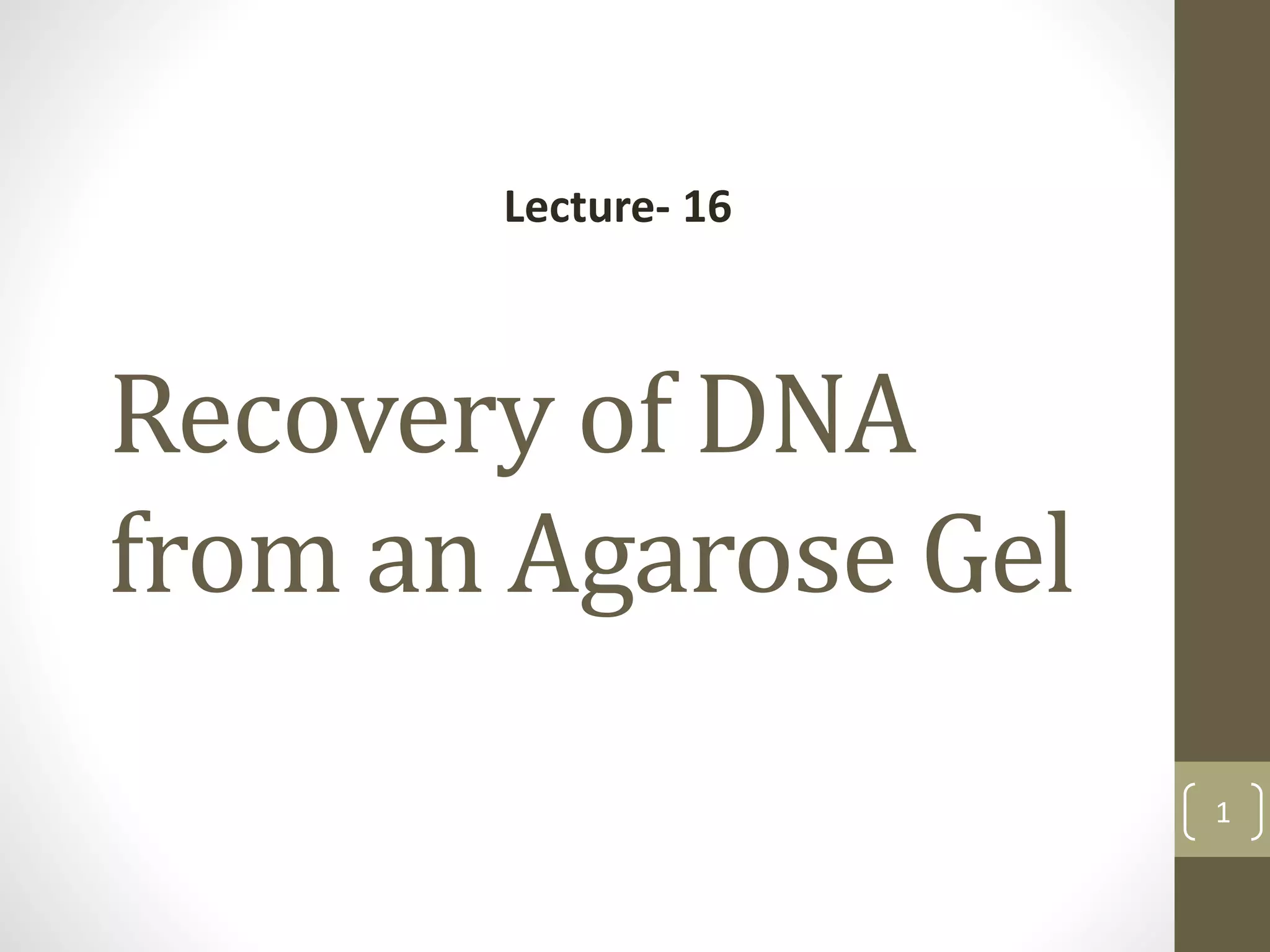 Recovery of DNA
from an Agarose Gel
1
Lecture- 16
 