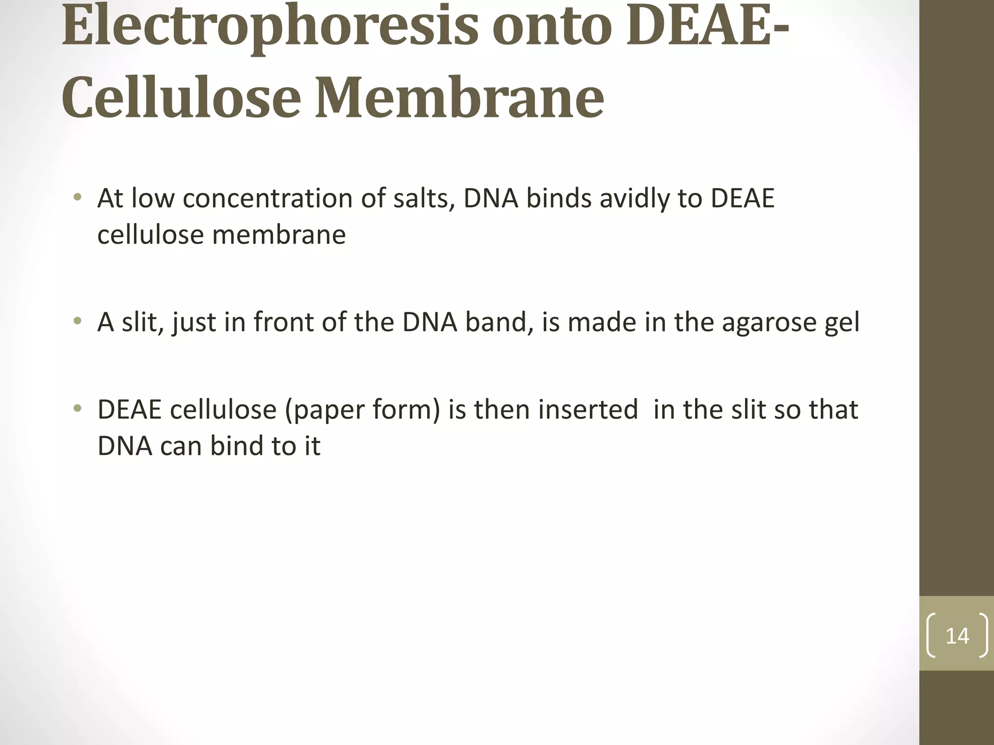 Electrophoresis onto DEAE-
Cellulose Membrane
• At low concentration of salts, DNA binds avidly to DEAE
cellulose membrane
• A slit, just in front of the DNA band, is made in the agarose gel
• DEAE cellulose (paper form) is then inserted in the slit so that
DNA can bind to it
14
 