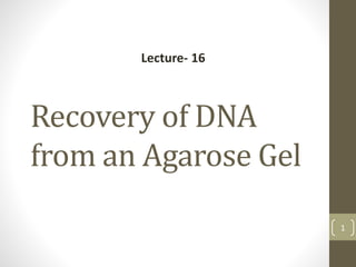 Recovery of DNA
from an Agarose Gel
1
Lecture- 16
 