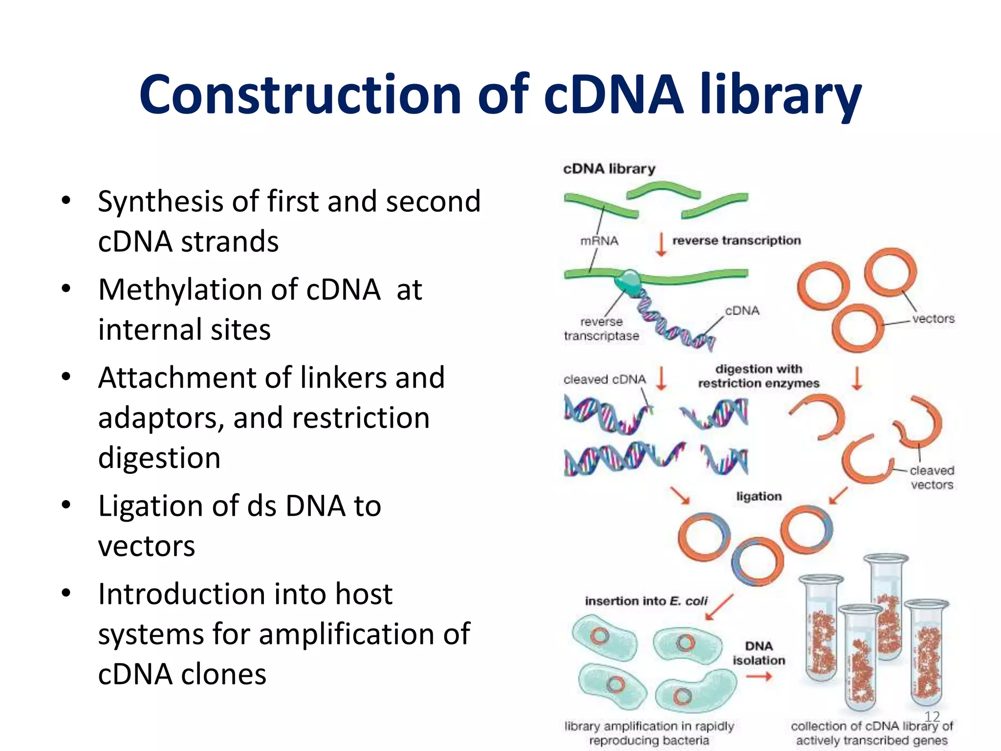 Construction of cDNA library
• Synthesis of first and second
cDNA strands
• Methylation of cDNA at
internal sites
• Attachment of linkers and
adaptors, and restriction
digestion
• Ligation of ds DNA to
vectors
• Introduction into host
systems for amplification of
cDNA clones
12
 