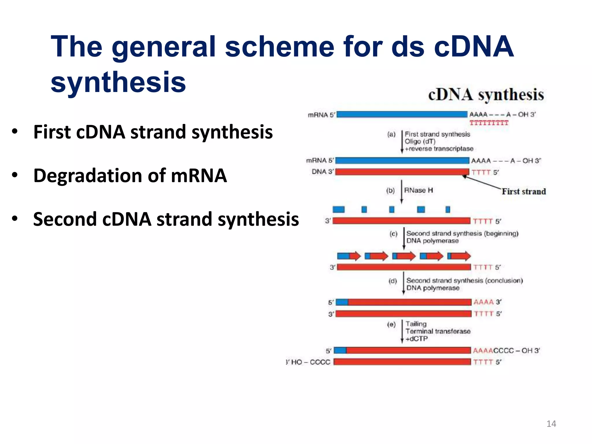 • First cDNA strand synthesis
• Degradation of mRNA
• Second cDNA strand synthesis
The general scheme for ds cDNA
synthesis
14
 