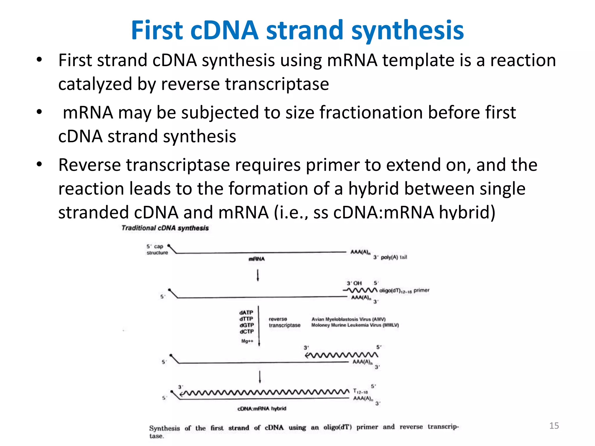 First cDNA strand synthesis
• First strand cDNA synthesis using mRNA template is a reaction
catalyzed by reverse transcriptase
• mRNA may be subjected to size fractionation before first
cDNA strand synthesis
• Reverse transcriptase requires primer to extend on, and the
reaction leads to the formation of a hybrid between single
stranded cDNA and mRNA (i.e., ss cDNA:mRNA hybrid)
15
 
