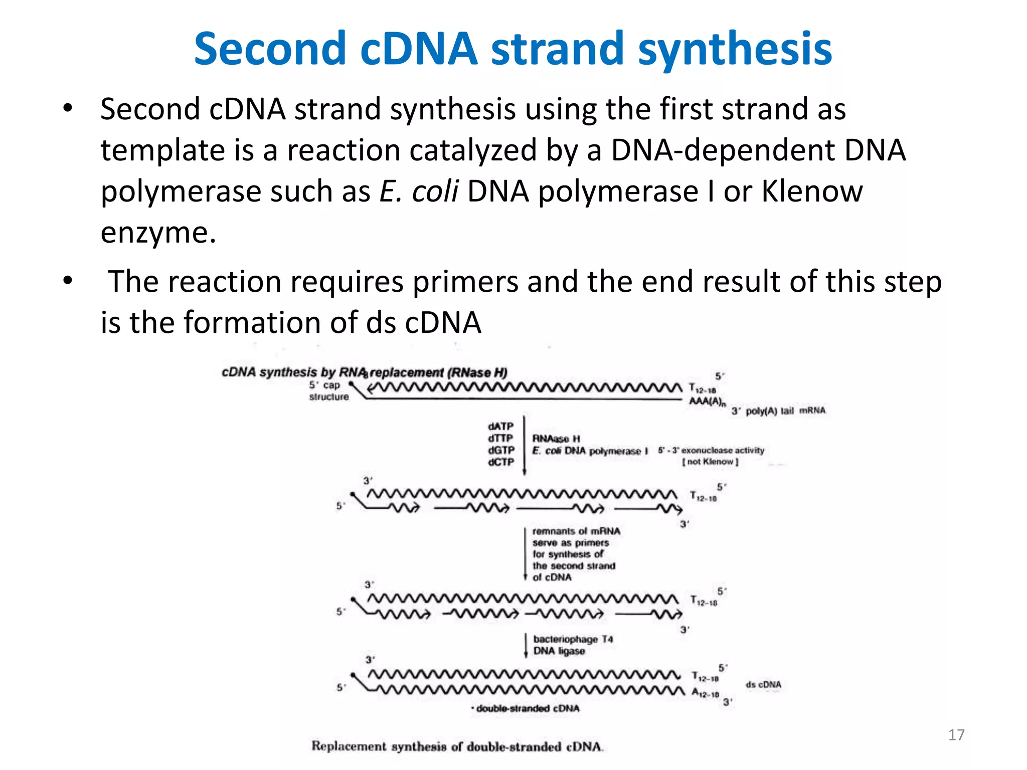 Second cDNA strand synthesis
• Second cDNA strand synthesis using the first strand as
template is a reaction catalyzed by a DNA-dependent DNA
polymerase such as E. coli DNA polymerase I or Klenow
enzyme.
• The reaction requires primers and the end result of this step
is the formation of ds cDNA
17
 