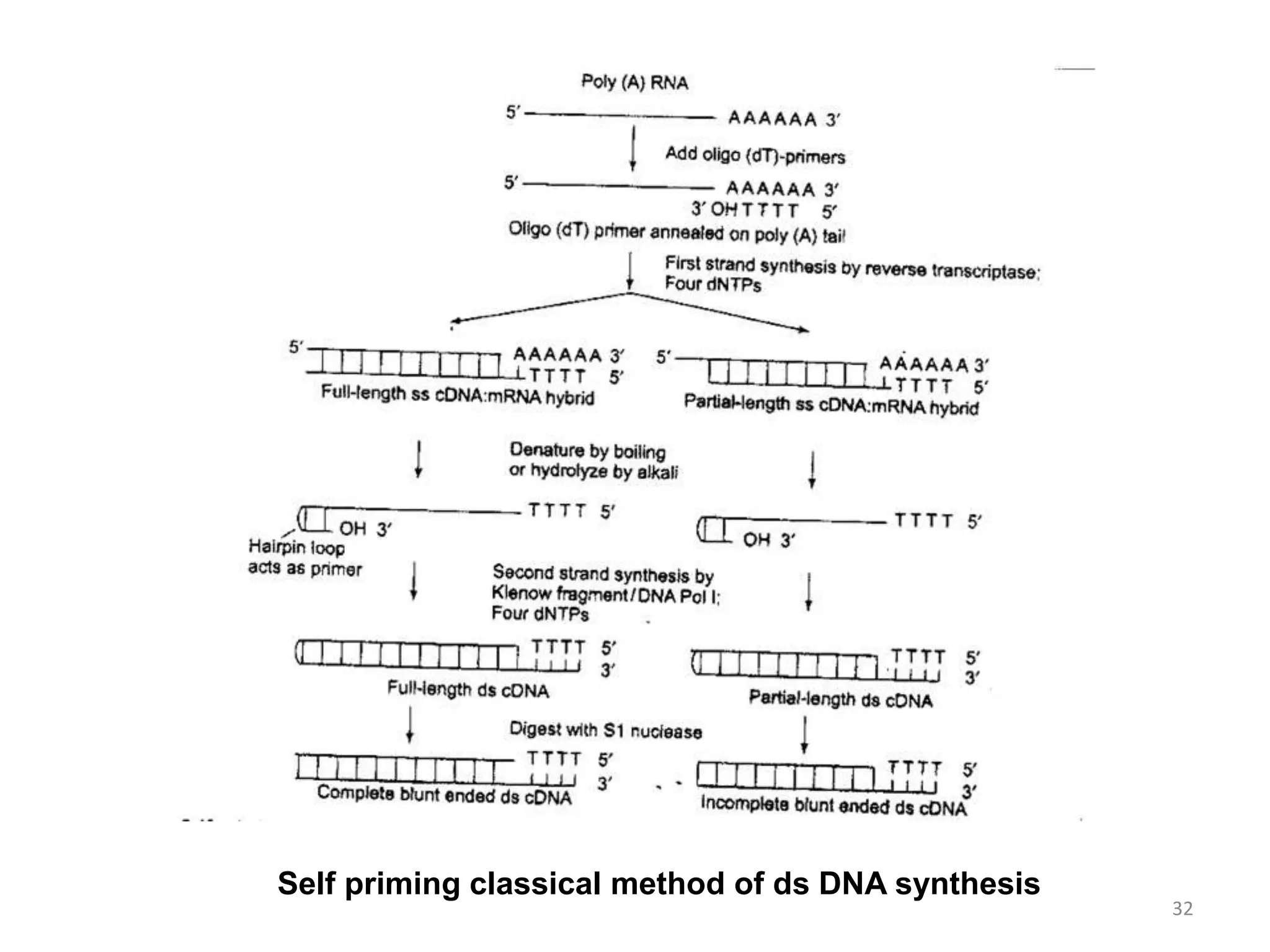 Self priming classical method of ds DNA synthesis
32
 
