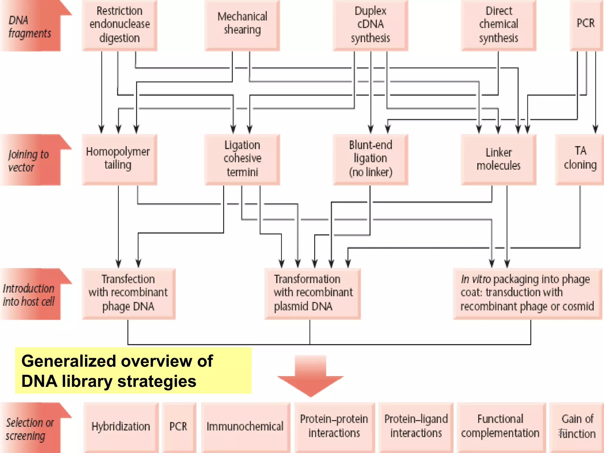 Generalized overview of
DNA library strategies
37
 