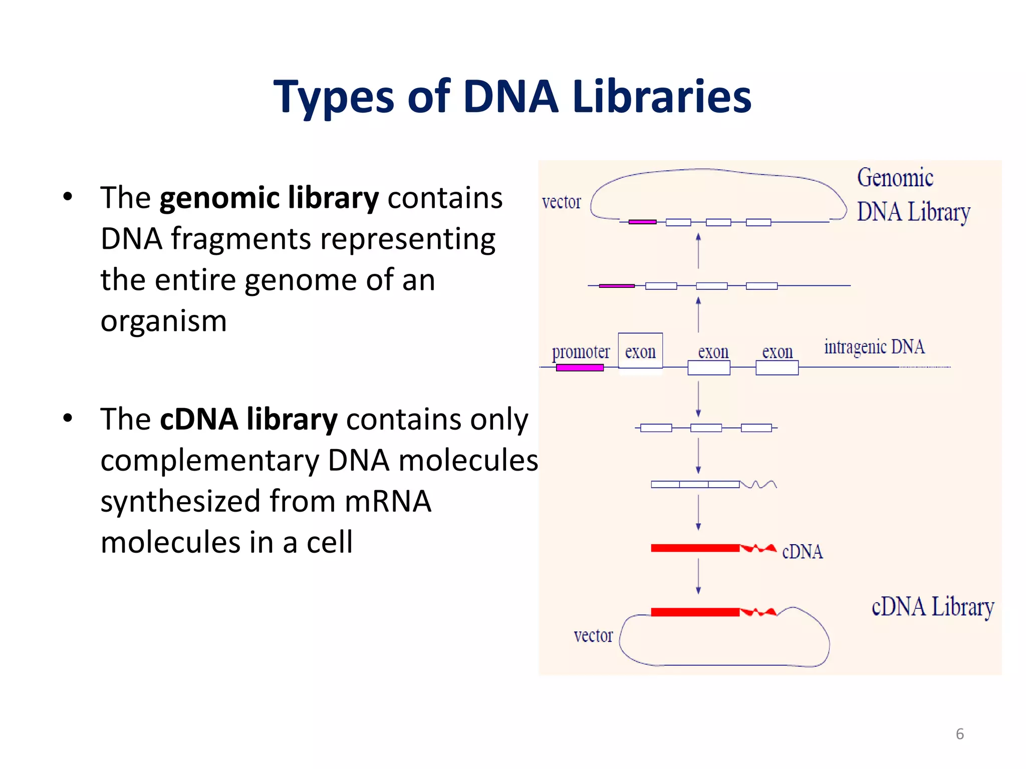 Types of DNA Libraries
• The genomic library contains
DNA fragments representing
the entire genome of an
organism
• The cDNA library contains only
complementary DNA molecules
synthesized from mRNA
molecules in a cell
6
 