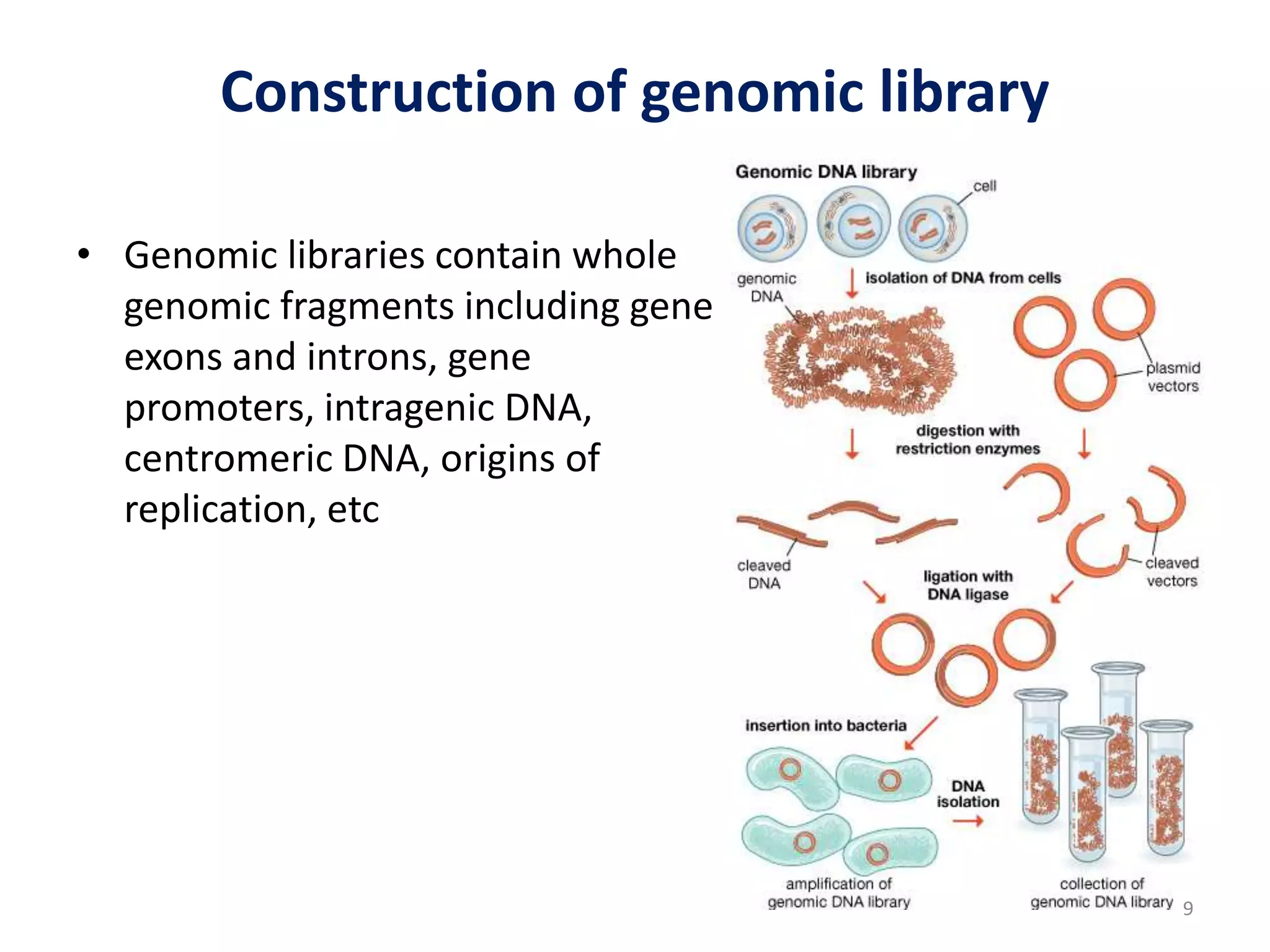 Construction of genomic library
• Genomic libraries contain whole
genomic fragments including gene
exons and introns, gene
promoters, intragenic DNA,
centromeric DNA, origins of
replication, etc
9
 