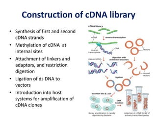 Genomic Library Construction