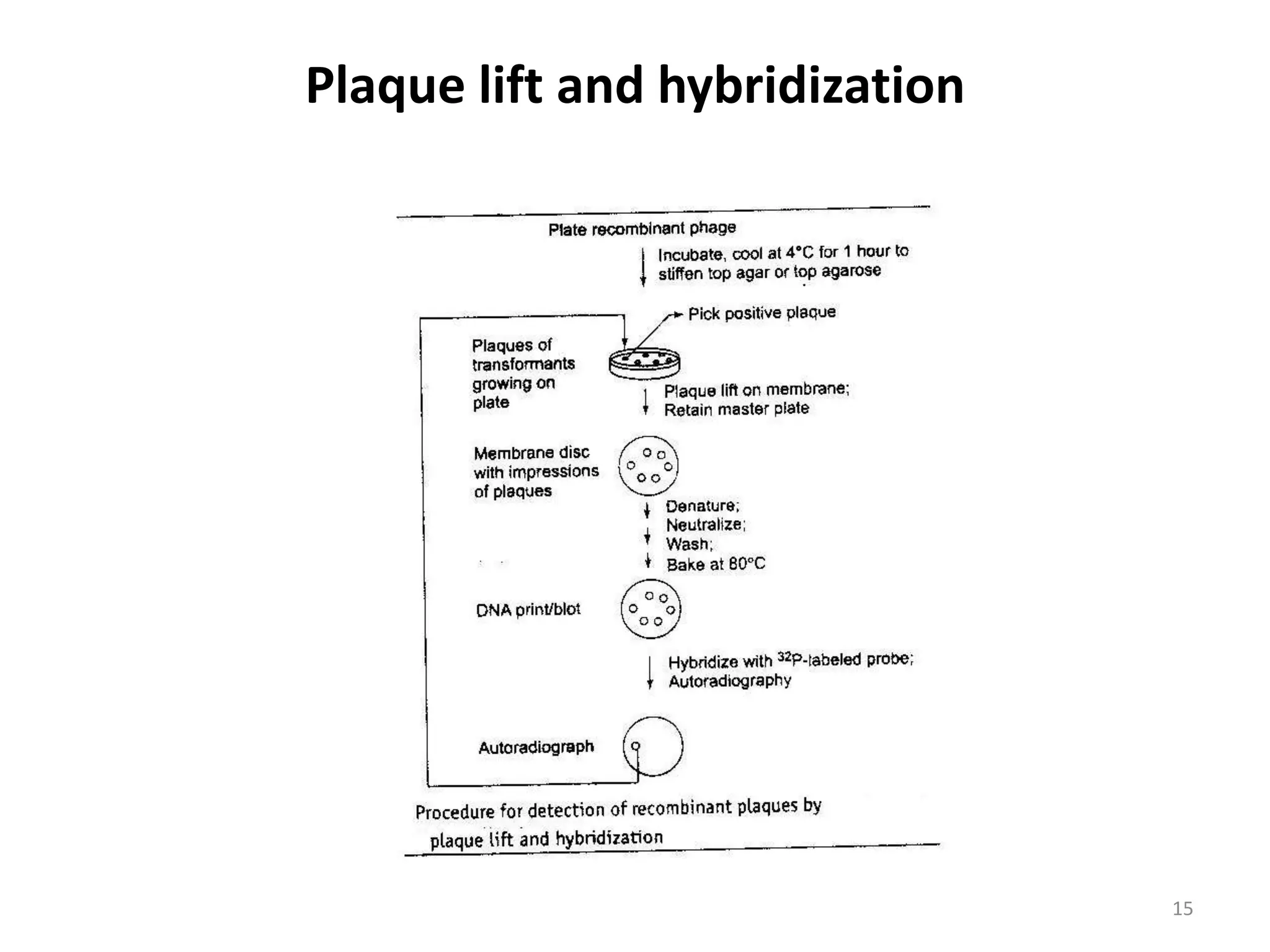 Plaque lift and hybridization
15
 