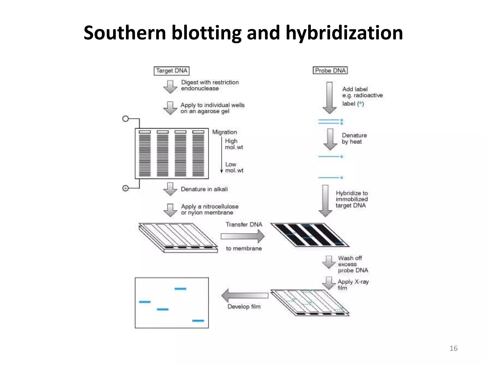 Southern blotting and hybridization
16
 