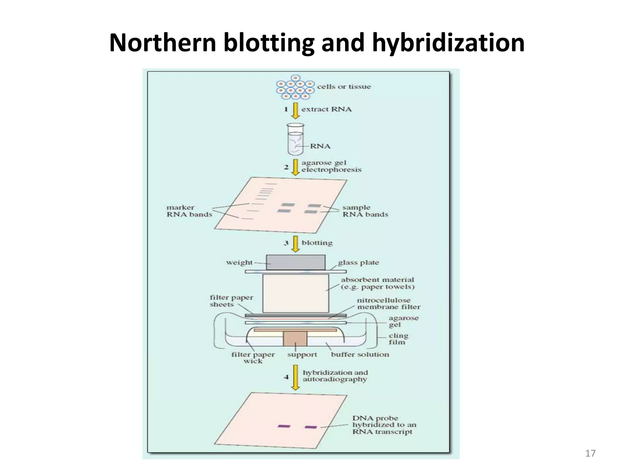 Northern blotting and hybridization
17
 