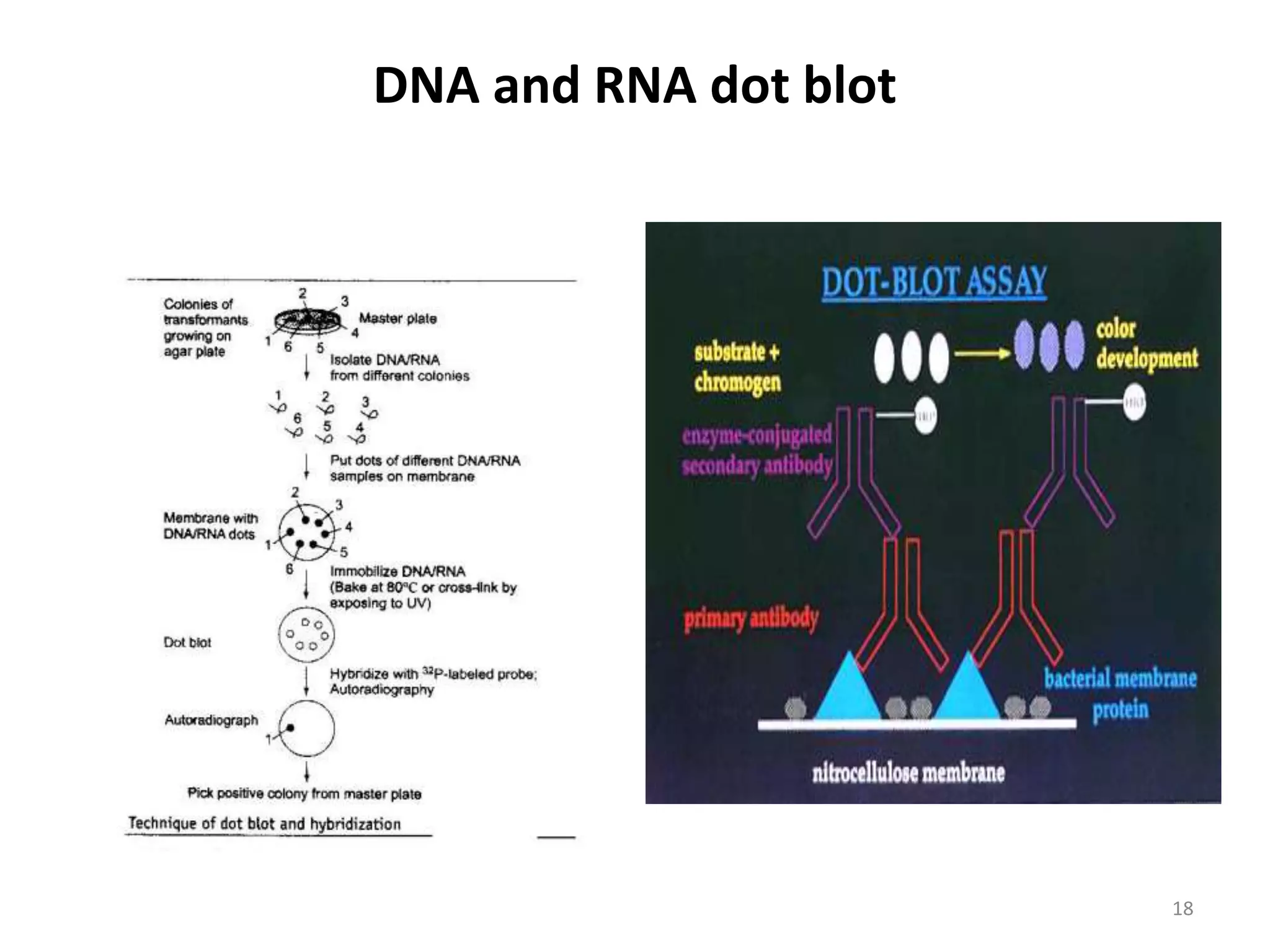 DNA and RNA dot blot
18
 