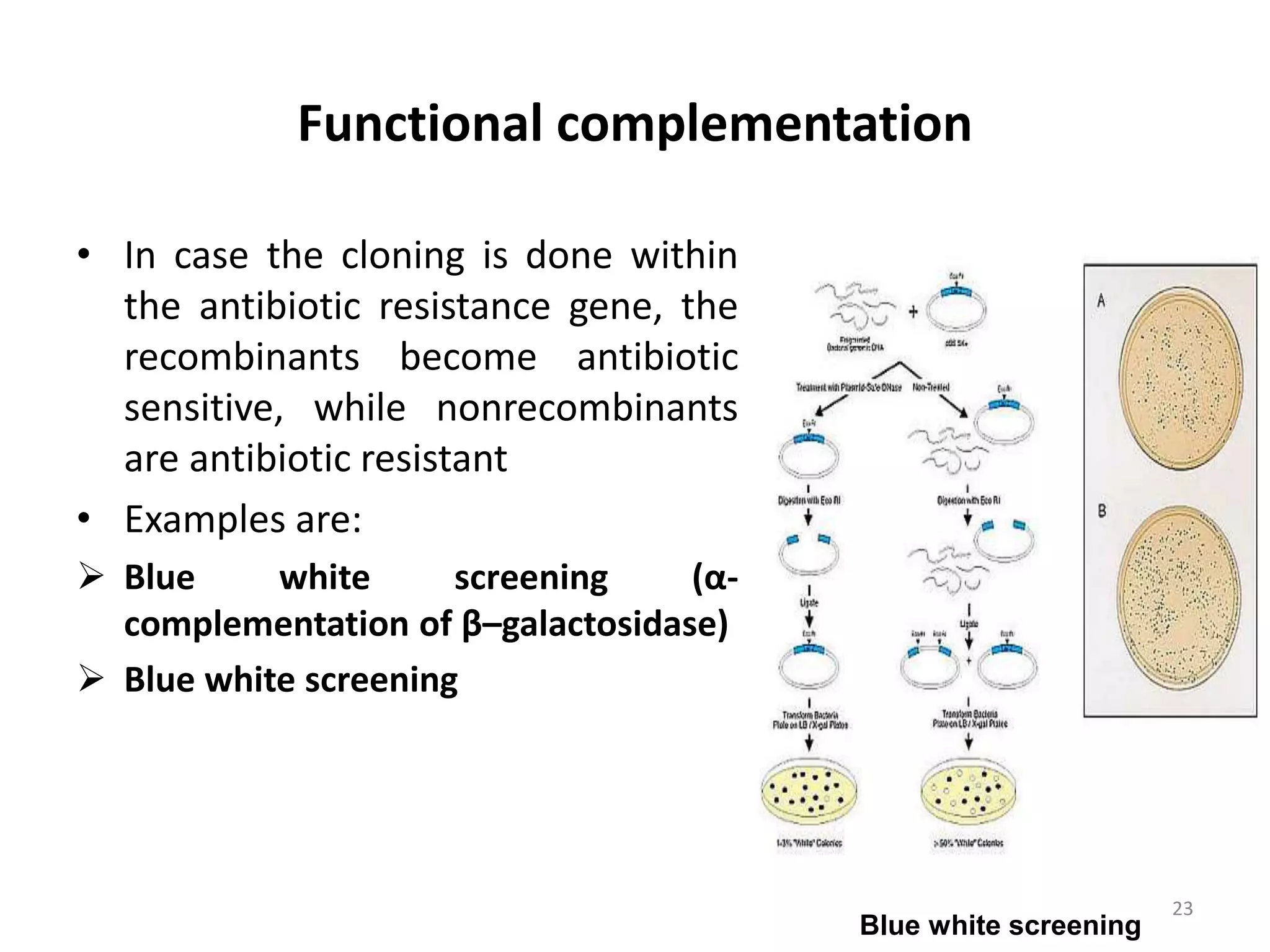 Functional complementation
• In case the cloning is done within
the antibiotic resistance gene, the
recombinants become antibiotic
sensitive, while nonrecombinants
are antibiotic resistant
• Examples are:
 Blue white screening (α-
complementation of β–galactosidase)
 Blue white screening
Blue white screening
23
 