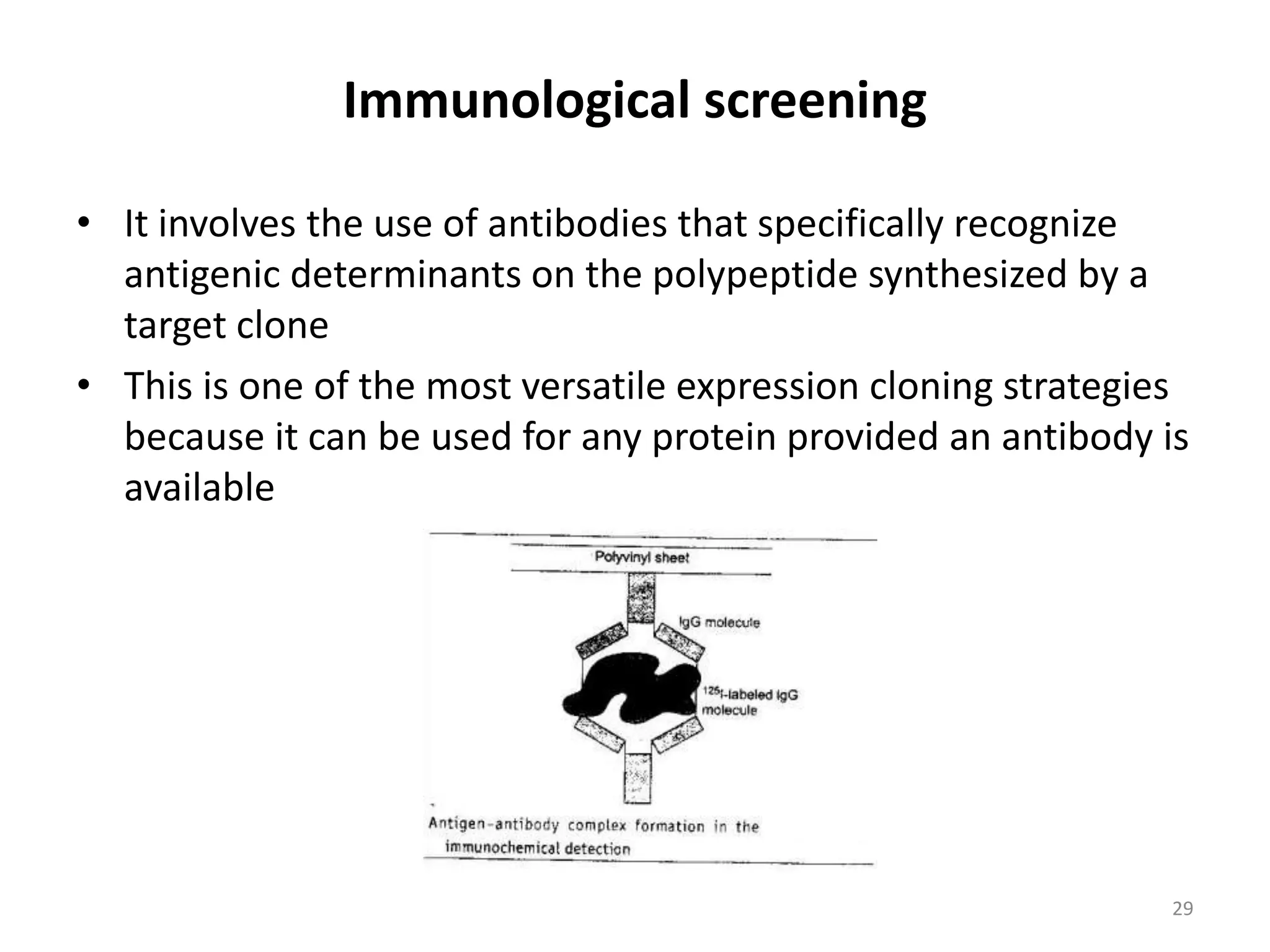 Immunological screening
• It involves the use of antibodies that specifically recognize
antigenic determinants on the polypeptide synthesized by a
target clone
• This is one of the most versatile expression cloning strategies
because it can be used for any protein provided an antibody is
available
29
 