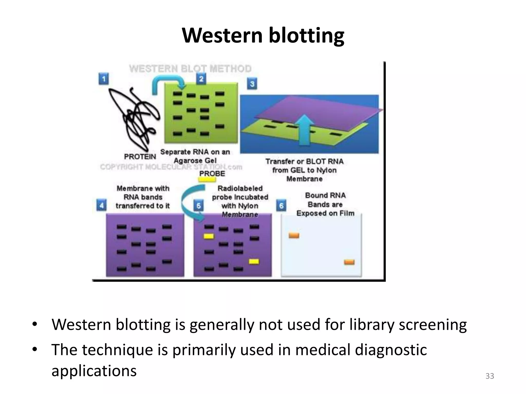 Western blotting
• Western blotting is generally not used for library screening
• The technique is primarily used in medical diagnostic
applications 33
 