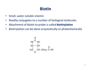 Lectut btn-202-ppt-l23. labeling techniques for nucleic acids | PPTX