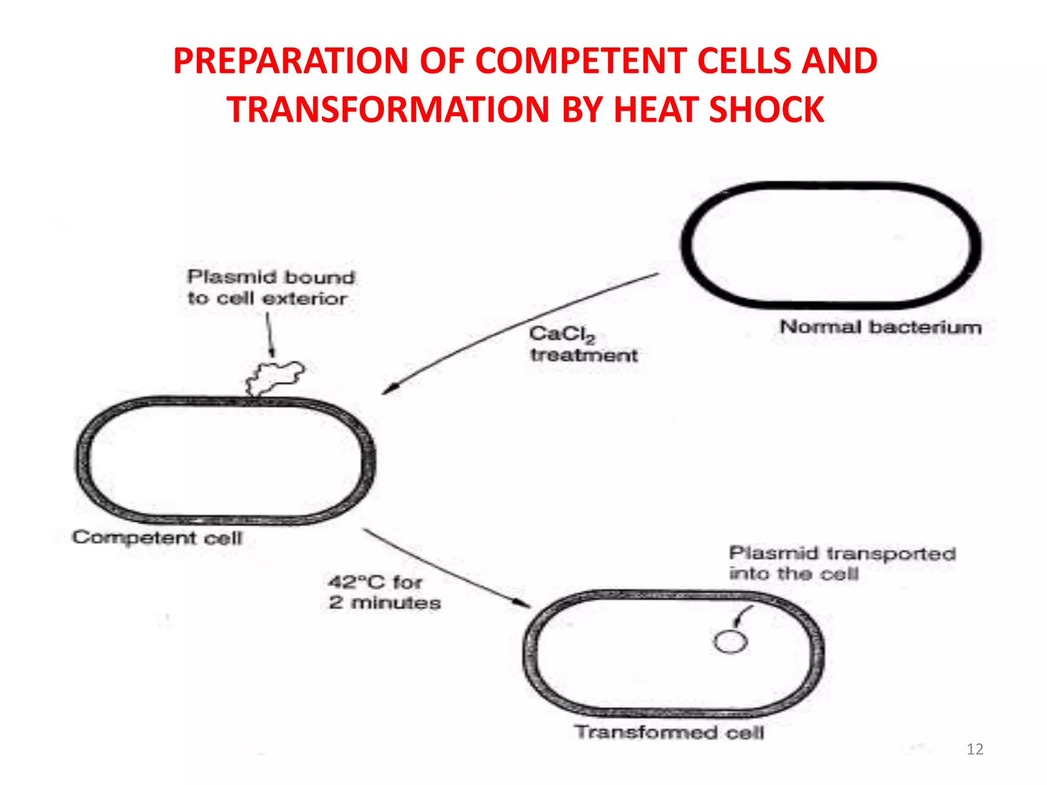 PREPARATION OF COMPETENT CELLS AND
TRANSFORMATION BY HEAT SHOCK
12
 