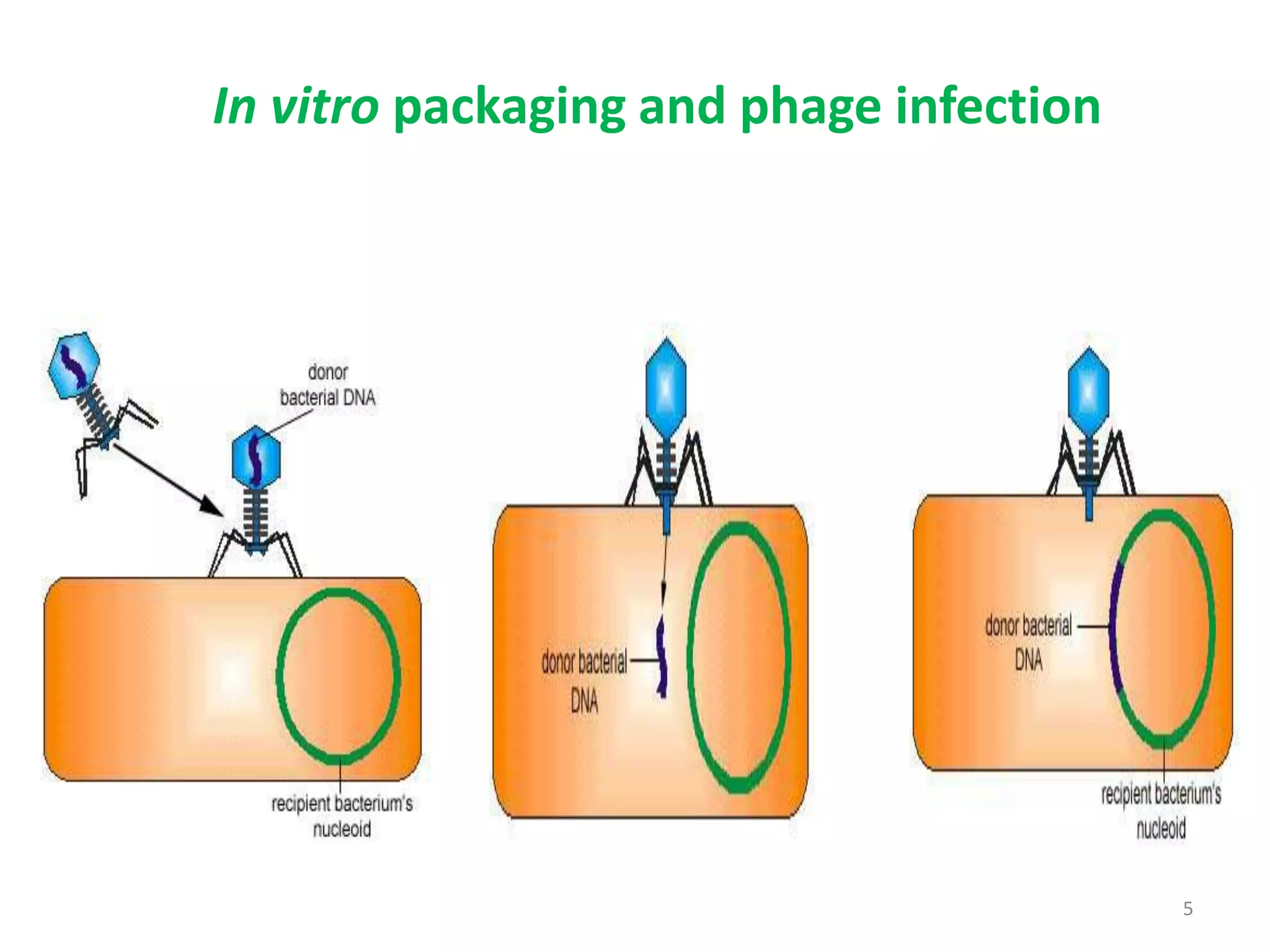 In vitro packaging and phage infection
5
 