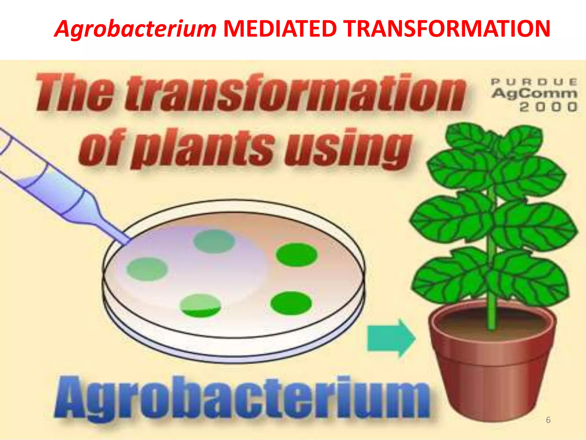 Agrobacterium MEDIATED TRANSFORMATION
6
 