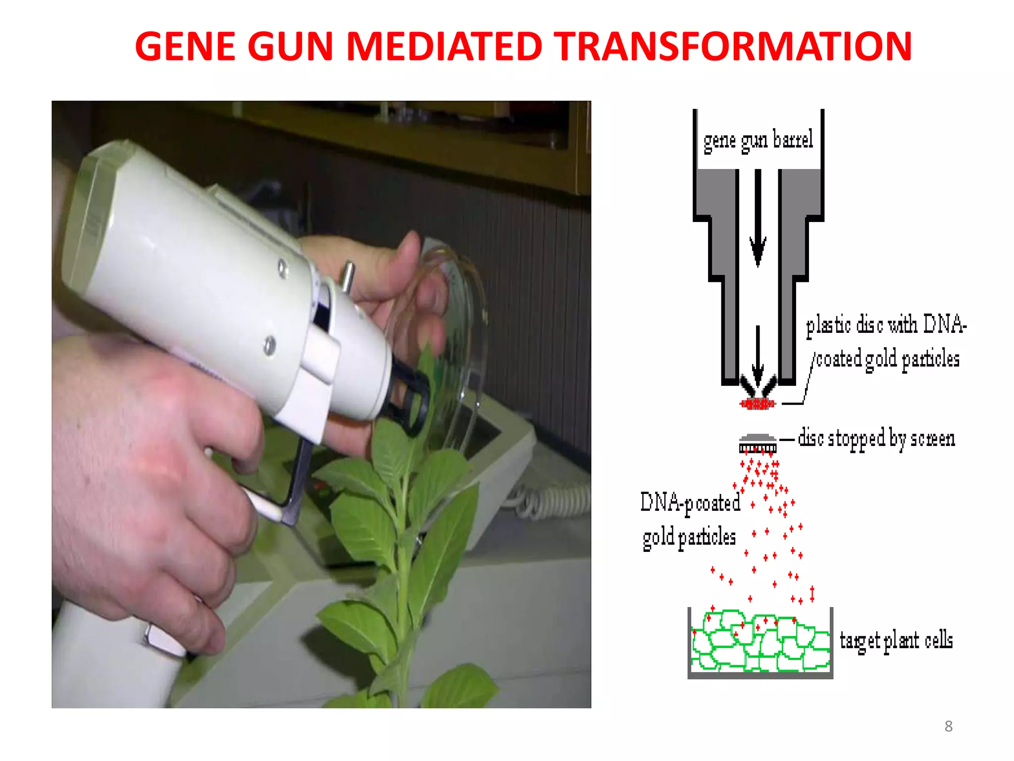 GENE GUN MEDIATED TRANSFORMATION
8
 