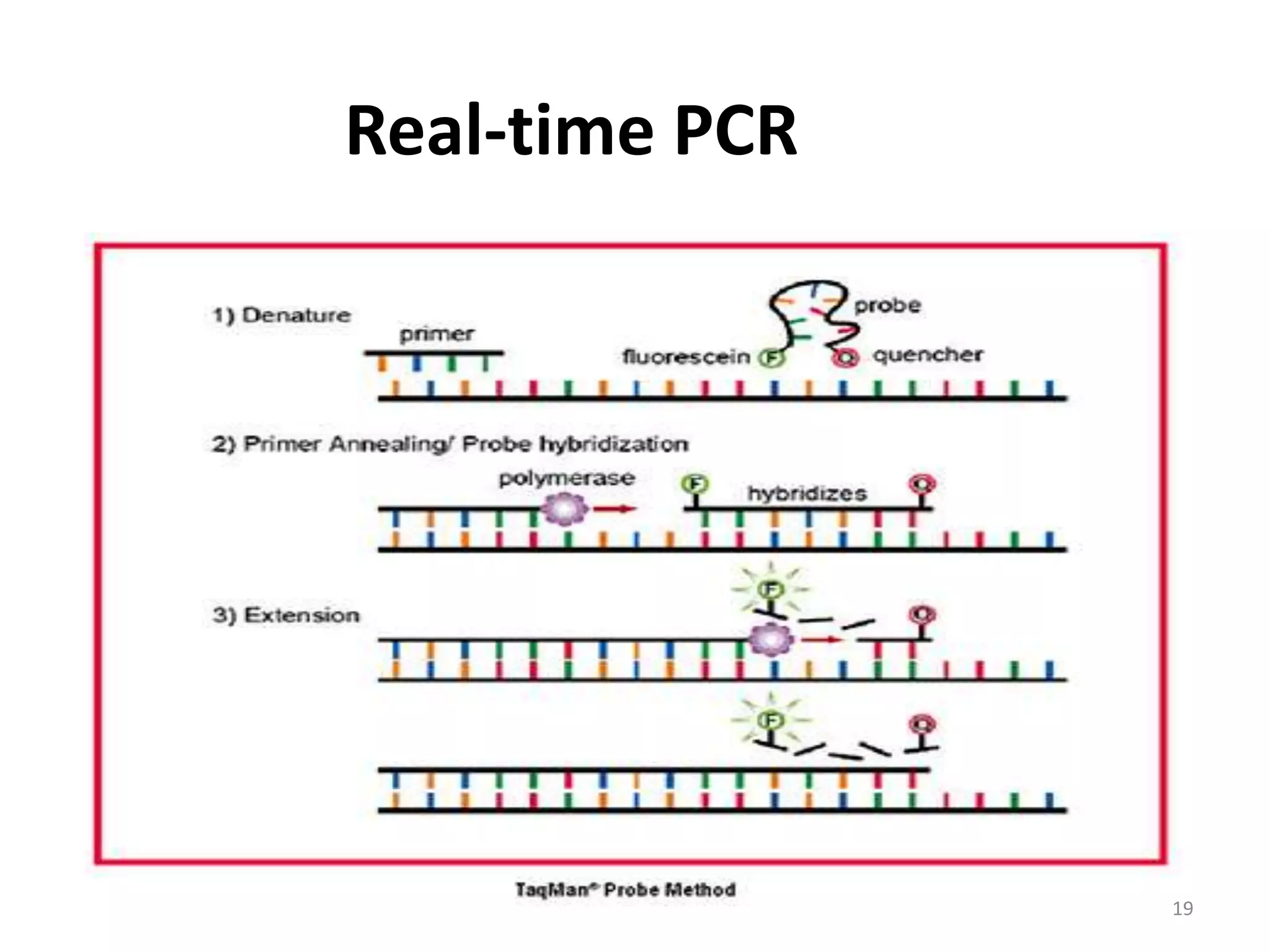 Real-time PCR
19
 