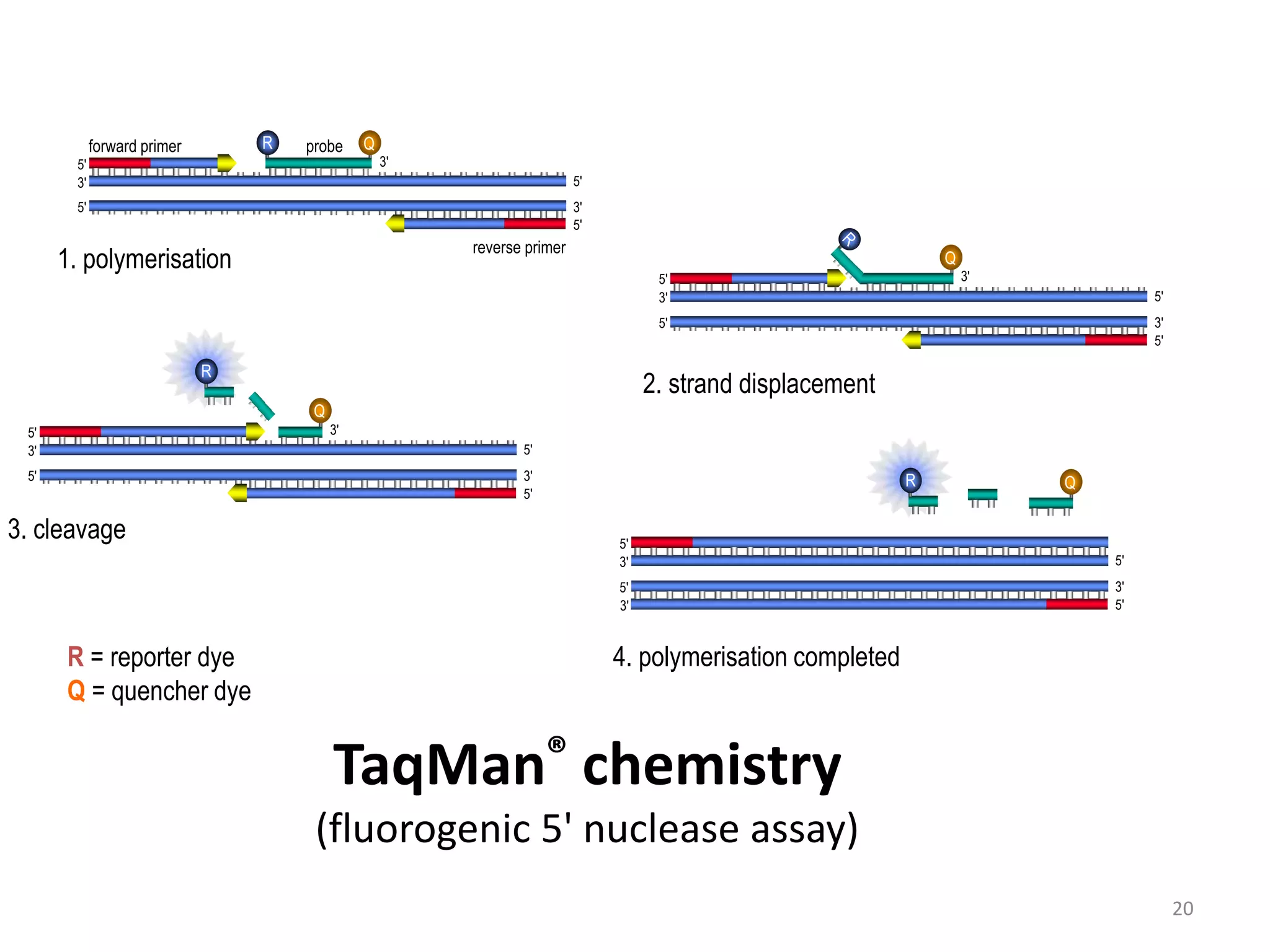 TaqMan® chemistry
(fluorogenic 5' nuclease assay)
R Qforward primer
reverse primer
3'
3'
5'
5'3'
5'
5'
1. polymerisation
probe
R = reporter dye
Q = quencher dye
3'
5'
5'3'
5'
5'
4. polymerisation completed
QR
3'
Q
3'
3'
5'
5'3'
5'
5'
2. strand displacement
Q
3'
3'
5'
5'3'
5'
5'
3. cleavage
R
20
 