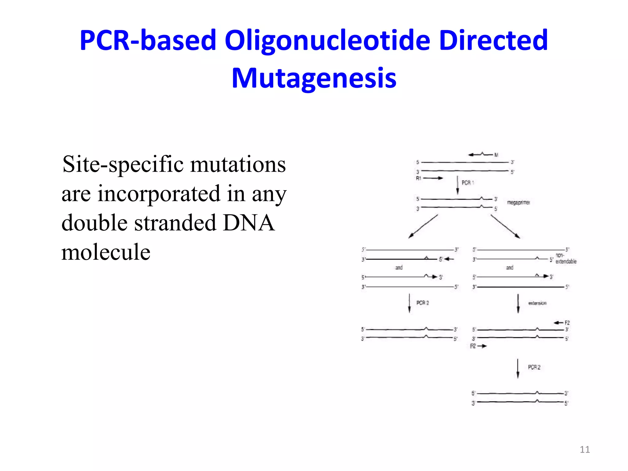 PCR-based Oligonucleotide Directed
Mutagenesis
Site-specific mutations
are incorporated in any
double stranded DNA
molecule
11
 