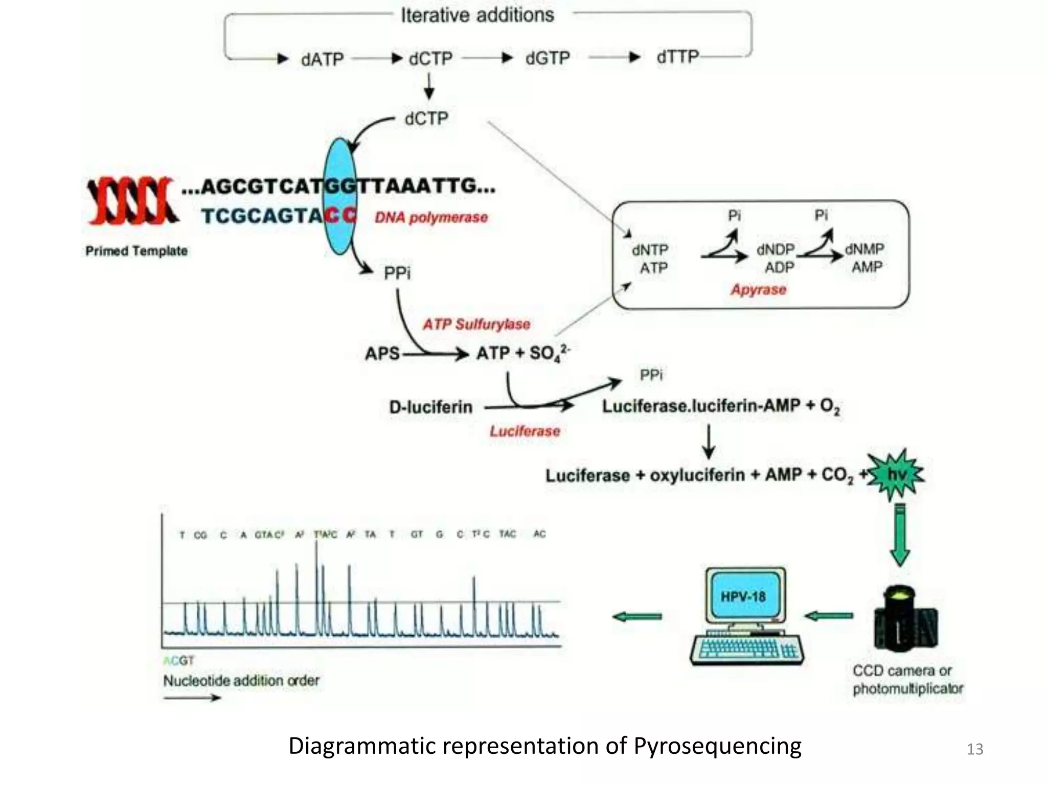 Diagrammatic representation of Pyrosequencing 13
 