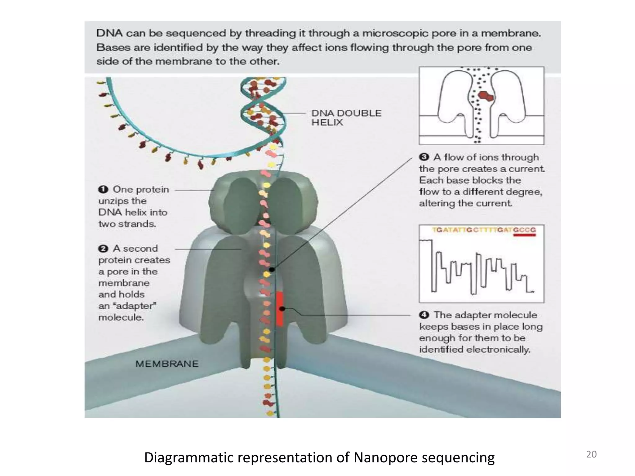 Diagrammatic representation of Nanopore sequencing 20
 