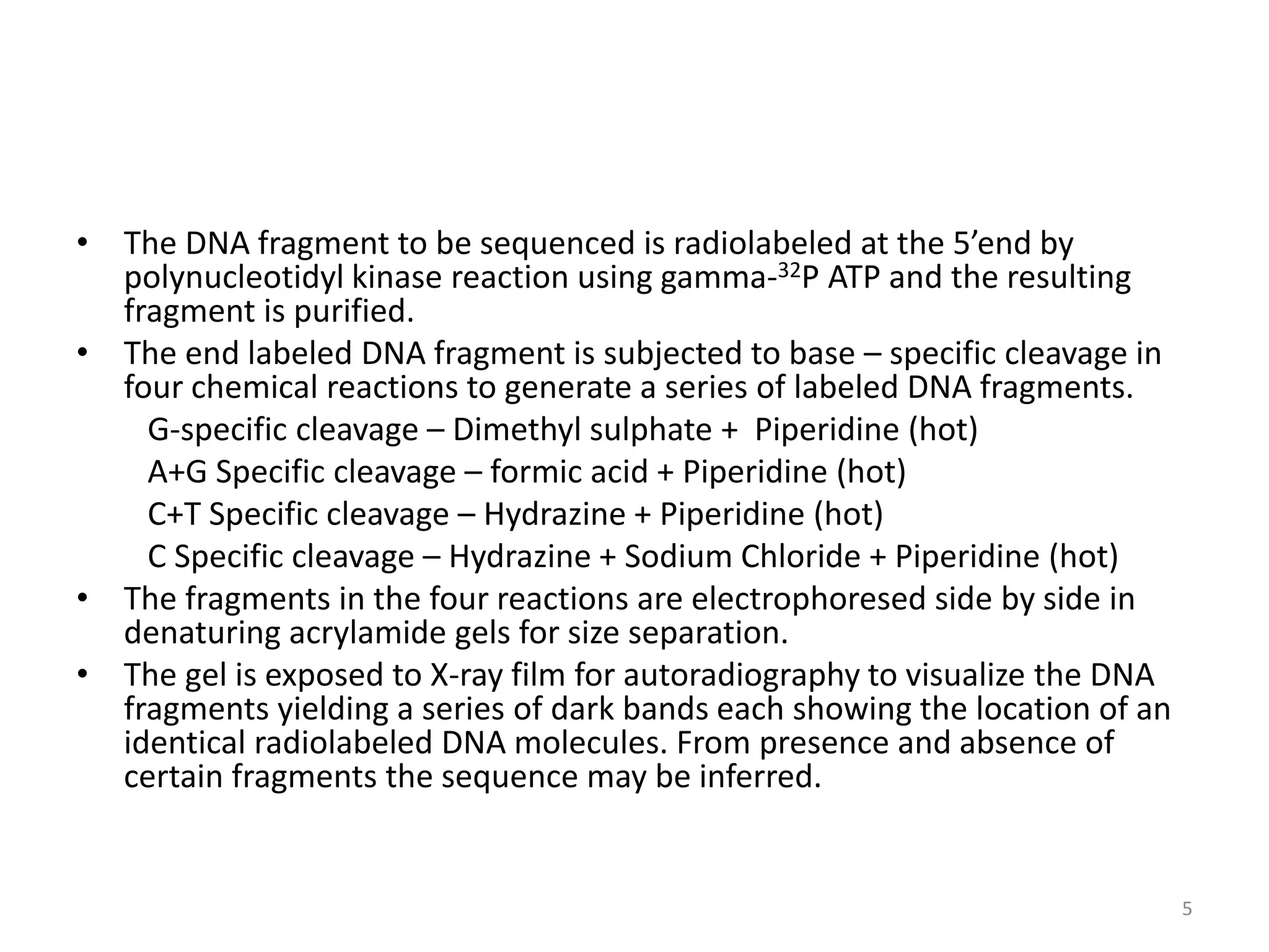 • The DNA fragment to be sequenced is radiolabeled at the 5’end by
polynucleotidyl kinase reaction using gamma-32P ATP and the resulting
fragment is purified.
• The end labeled DNA fragment is subjected to base – specific cleavage in
four chemical reactions to generate a series of labeled DNA fragments.
G-specific cleavage – Dimethyl sulphate + Piperidine (hot)
A+G Specific cleavage – formic acid + Piperidine (hot)
C+T Specific cleavage – Hydrazine + Piperidine (hot)
C Specific cleavage – Hydrazine + Sodium Chloride + Piperidine (hot)
• The fragments in the four reactions are electrophoresed side by side in
denaturing acrylamide gels for size separation.
• The gel is exposed to X-ray film for autoradiography to visualize the DNA
fragments yielding a series of dark bands each showing the location of an
identical radiolabeled DNA molecules. From presence and absence of
certain fragments the sequence may be inferred.
5
 