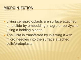 MICROINJECTION
 Living cells/protoplasts are surface attached
on a slide by embedding in agro or polylysine
using a holding pipette.
 The DNA is transferred by injecting it with
micro needles into the surface attached
cells/protoplasts.
12
 