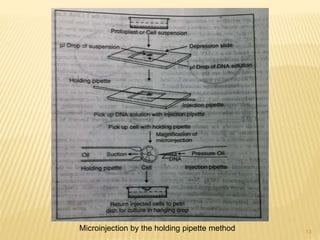 Microinjection by the holding pipette method 13
 