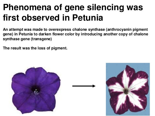 Notes On Silencing Notes On Silencing
