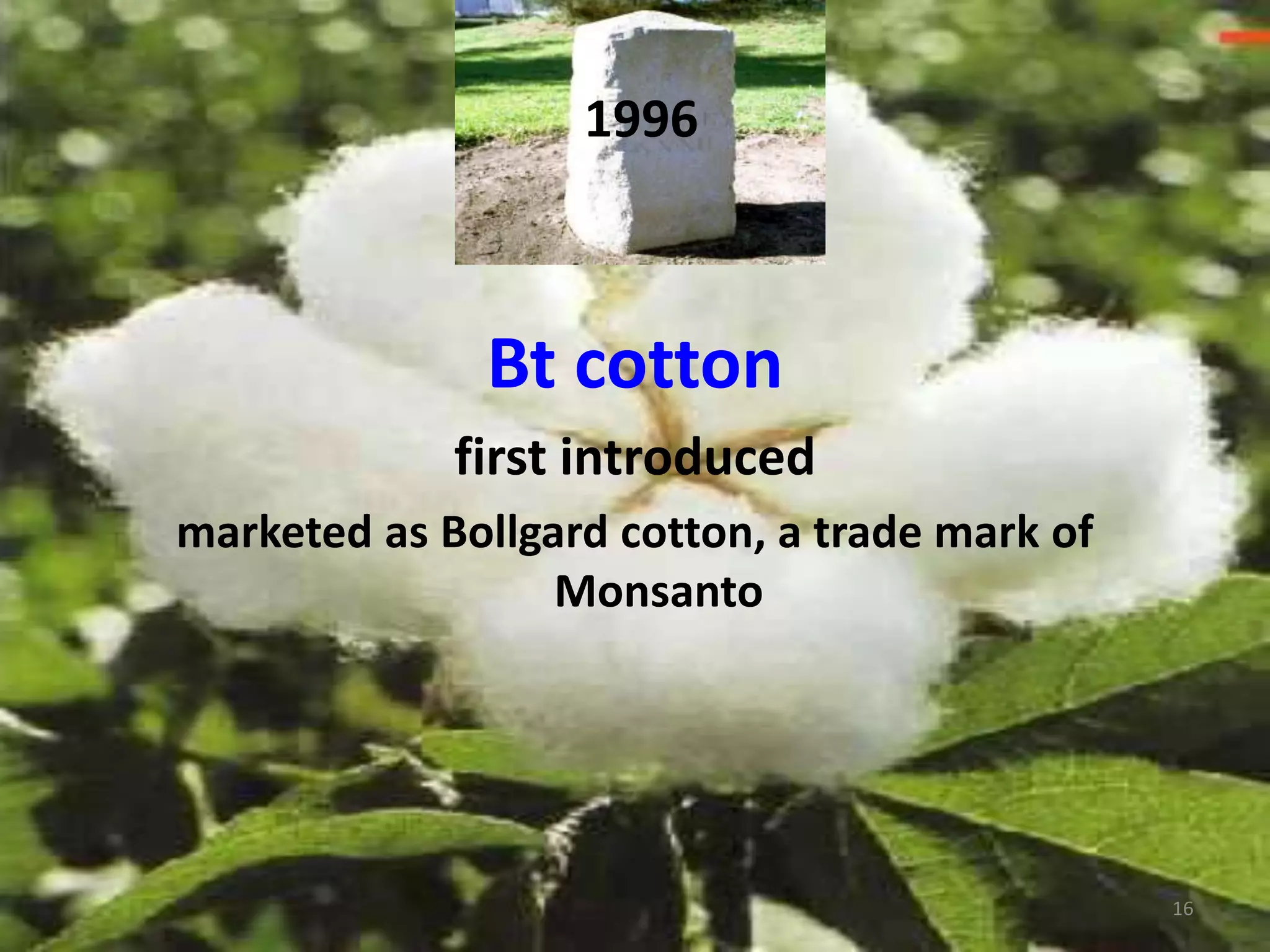 1996
Bt cotton
first introduced
marketed as Bollgard cotton, a trade mark of
Monsanto
16
 