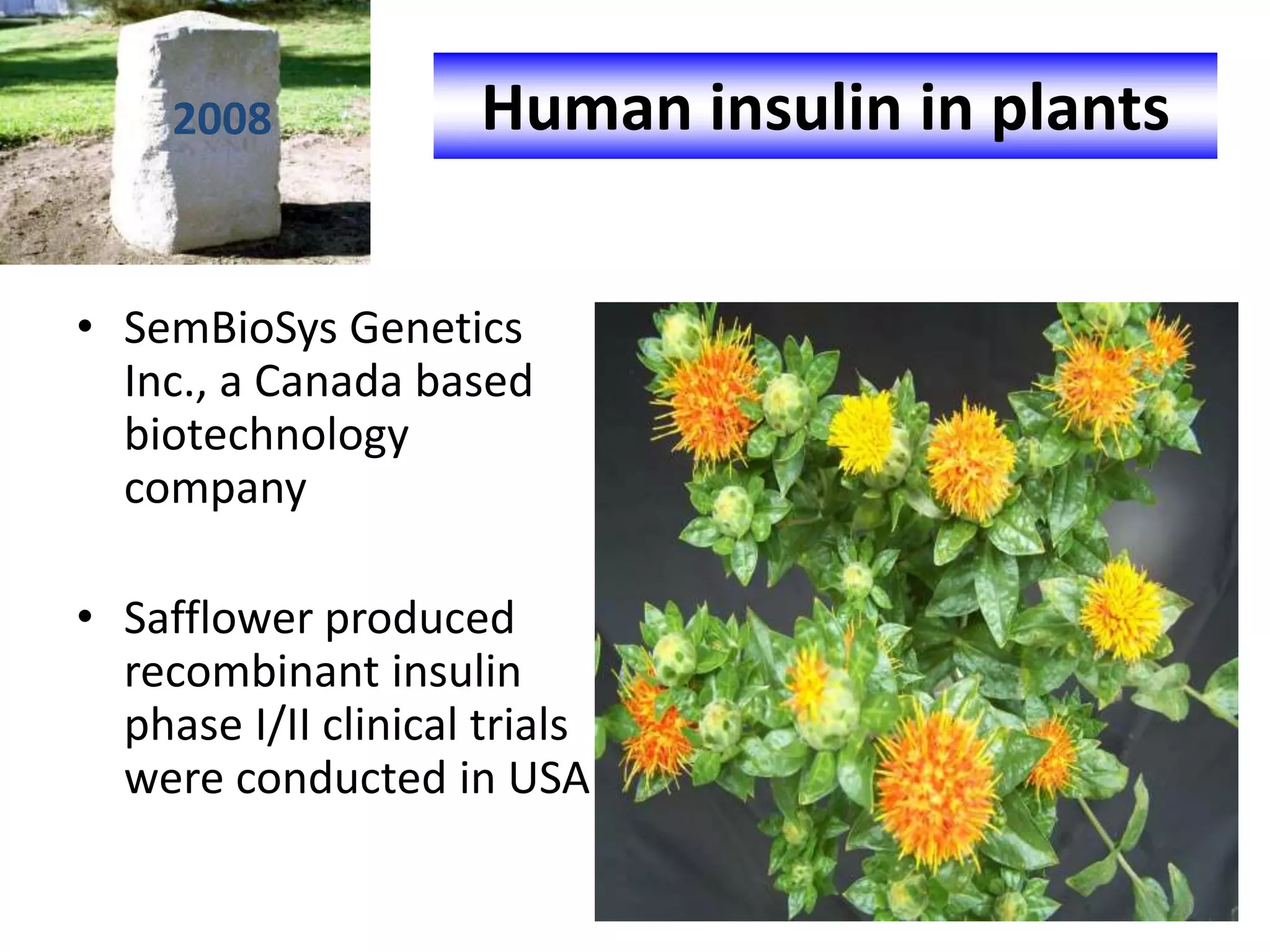 • SemBioSys Genetics
Inc., a Canada based
biotechnology
company
• Safflower produced
recombinant insulin
phase I/II clinical trials
were conducted in USA
Human insulin in plants2008
20
 