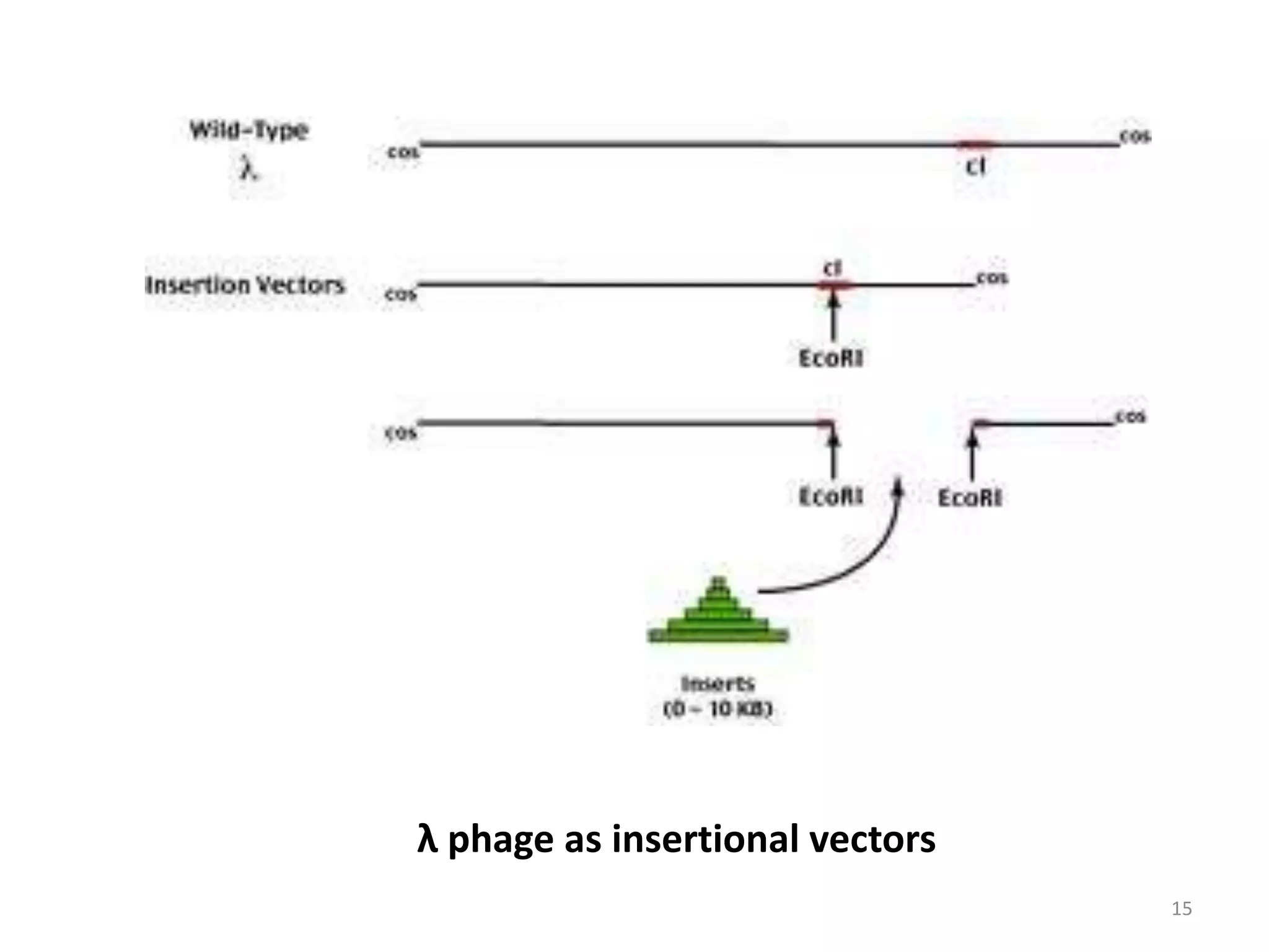 Lectut btn-202-ppt-l4. bacteriophage lambda and m13 vectors (1) | PPTX