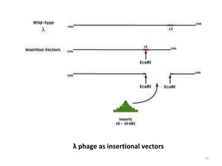 λ phage as insertional vectors
15
 