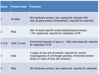 Gene: Product Size: Function:
1 35-40kd
NS membrane protein; few copies/cell; interacts with
host fip gene product (thioredoxin); required for assembly
2 46kd
Site- & strand-specific endonuclease/topoisomerase;
~103 copies/cell; required for replication of RF
X (10) 12kd (111aa)
N-terminal fragment of gene 2; ~500 molecules/cell; required
for replication of RF
3 42kd
5 copies at one end of particle; required for correct
morphogenesis of unit-length particles; N-terminal domain
binds to F pilus of host cell (receptor)
4 49kd NS membrane protein; few copies/cell; required for assembly
22
 