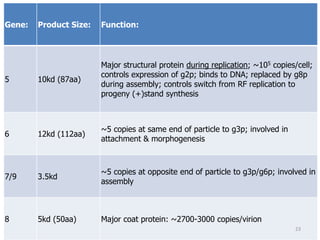 Gene: Product Size: Function:
5 10kd (87aa)
Major structural protein during replication; ~105 copies/cell;
controls expression of g2p; binds to DNA; replaced by g8p
during assembly; controls switch from RF replication to
progeny (+)stand synthesis
6 12kd (112aa)
~5 copies at same end of particle to g3p; involved in
attachment & morphogenesis
7/9 3.5kd
~5 copies at opposite end of particle to g3p/g6p; involved in
assembly
8 5kd (50aa) Major coat protein: ~2700-3000 copies/virion
23
 