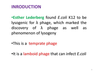 INRODUCTION
•Esther Lederberg found E.coli K12 to be
lysogenic for λ phage, which marked the
discovery of λ phage as well as
phenomenon of lysogeny
•This is a temprate phage
•It is a lamboid phage that can infect E.coli
3
 