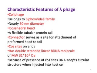 Characteristic Features of λ phage
•Coliphage
•Belongs to Siphoviridae family
•Nearly 50 nm diameter
•Icosahedral head
•A flexible tubular protein tail
•Connector serves as a site for attachment of
preformed head to tail
•Cos sites on ends
•Has double stranded linear BDNA molecule
of MW 31*10 6 Da
•Because of presence of cos sites DNA adopts circular
structure when injected into host cell
4
 