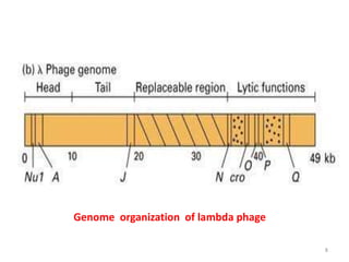 Genome organization of lambda phage
8
 