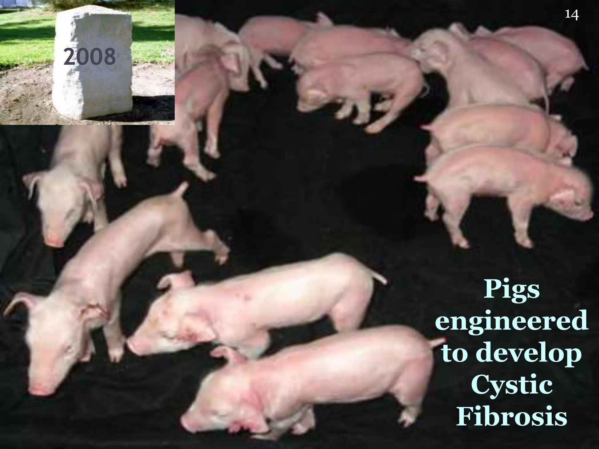 Pigs
engineered
to develop
Cystic
Fibrosis
2008
14
 