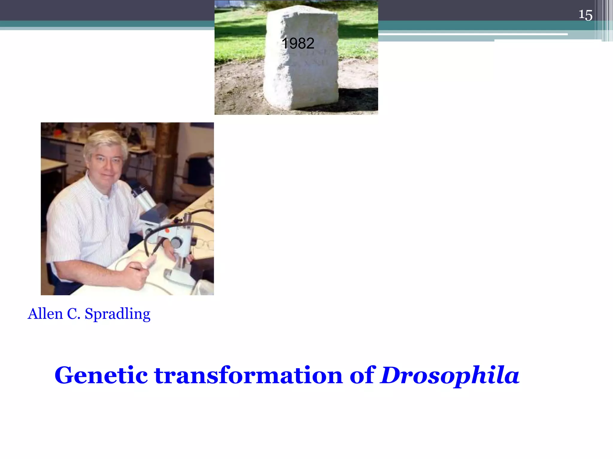 Genetic transformation of Drosophila
1982
Allen C. Spradling
15
 
