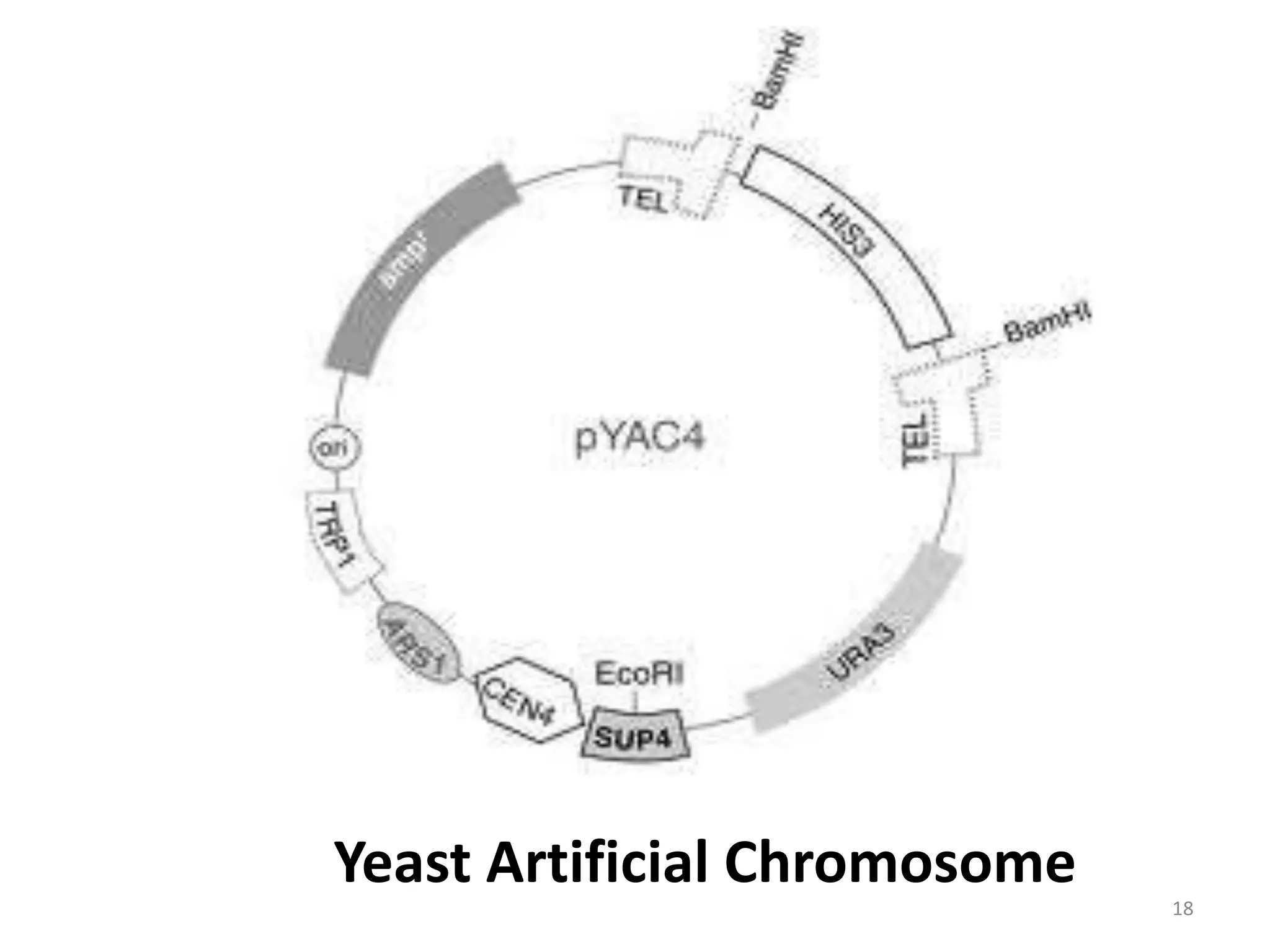 Yeast Artificial Chromosome
18
 