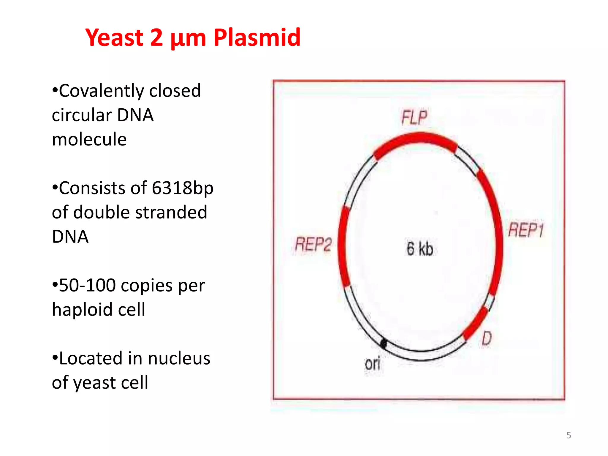 Yeast 2 µm Plasmid
•Covalently closed
circular DNA
molecule
•Consists of 6318bp
of double stranded
DNA
•50-100 copies per
haploid cell
•Located in nucleus
of yeast cell
5
 
