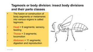 Insect Division This power points is about the description of different insects body ...