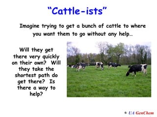 Imagine trying to get a bunch of cattle to where you want them to go without any help… “ Cattle-ists” Will they get there very quickly on their own?  Will they take the shortest path do get there?  Is there a way to help? 